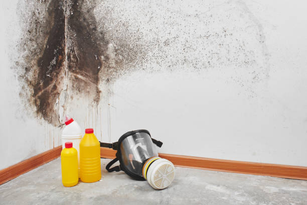 Best Mold Testing  in Moody Af, GA