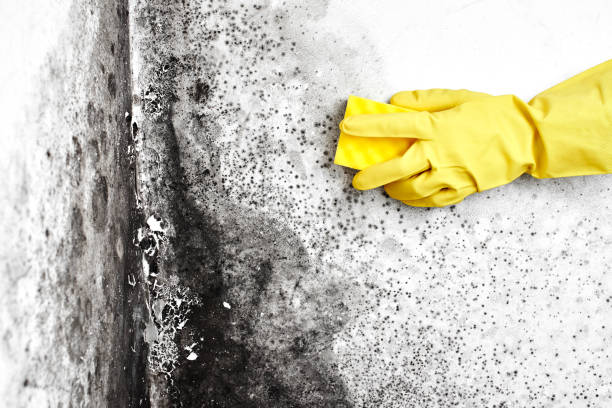 Best Mold Removal Company Near Me  in Moody Af, GA
