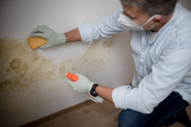  Moody Af, GA Mold Removal Pros