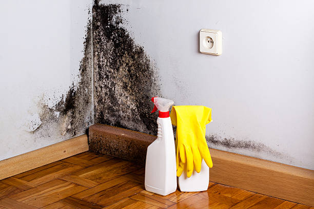 Best Office Mold Removal Services  in Moody Af, GA