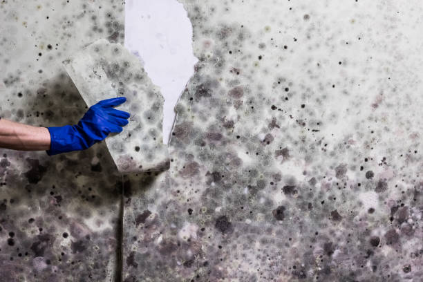 Reliable Moody Af, GA Mold Removal Solutions