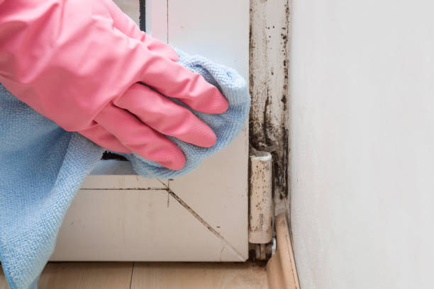 Best Crawl Space Mold Removal  in Moody Af, GA
