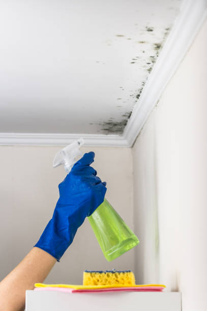 Best Certified Mold Removal  in Moody Af, GA